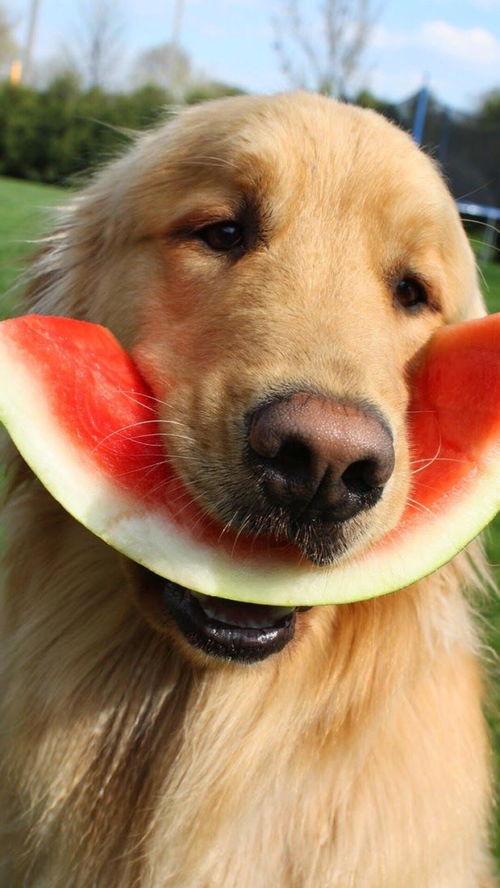 娱乐吃瓜酱搬家带狗,娱乐吃瓜酱携爱犬开启温馨搬家之旅