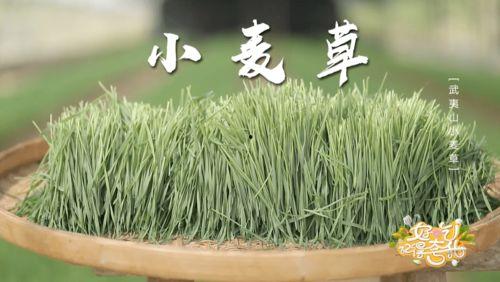 青草合集在线观看,在线观看，感受青春的律动与梦想的翅膀